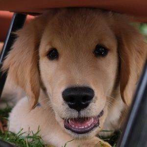 Meet your Posher, Grace